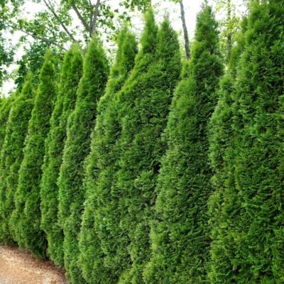 National Plant Network 2.5 qt. Arborvitae Emerald Green Tree