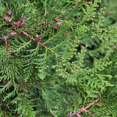 Image showing  2.5 qt. Arborvitae Emerald Green Tree