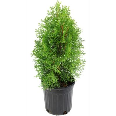 Image showing  2.5 qt. Arborvitae Emerald Green Tree