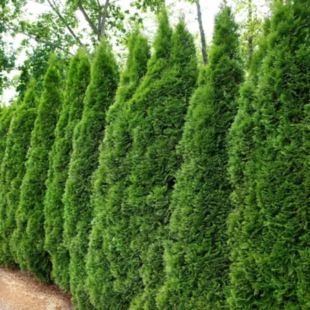 National Plant Network 2.25 gal Arborvitae Emerald Green Tree Trees