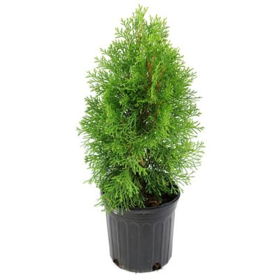 Image showing  2.25 gal. Arborvitae Emerald Green Tree