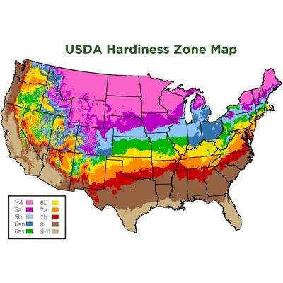 Image showing  2.25 gal. Arborvitae Emerald Green Tree