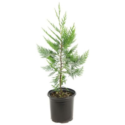 National Plant Network 2.5 qt. Leyland Cypress Tree Great way to get trees!!