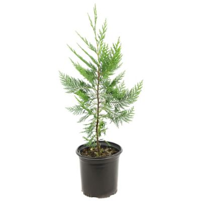 National Plant Network 2.5 qt. Leyland Cypress Tree