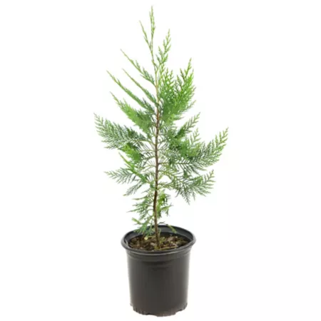 National network of plants 2.5 qt Leyland Cypress Trees