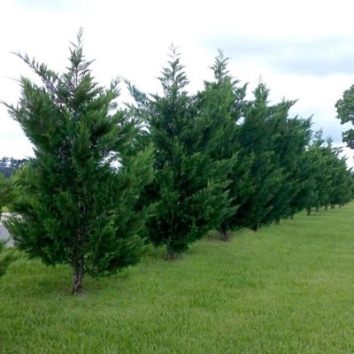 Image showing  2.5 qt. Leyland Cypress Tree