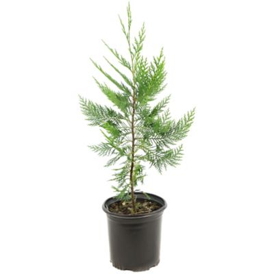 Image showing  2.5 qt. Leyland Cypress Tree