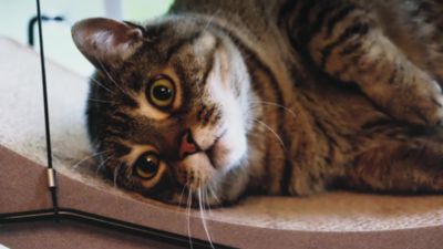 Image showing  EZ Mount Cat Scratcher Cradle Refill, 11 in. x 20 in. x 2 in.