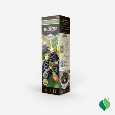 Image showing  Blackberry Triple Crown