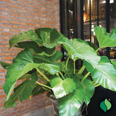 Image showing  Elephant Ears Mammoth