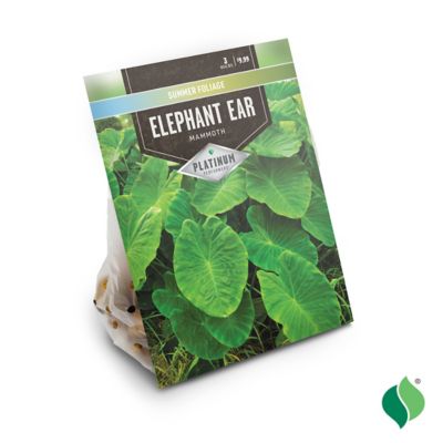 Image showing  Elephant Ears Mammoth