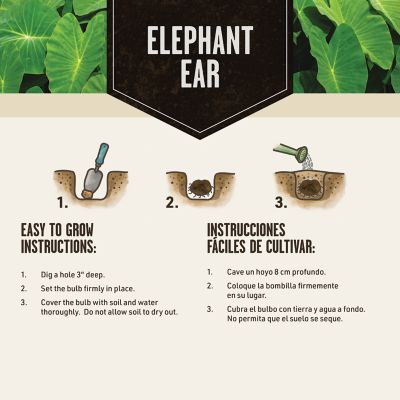 Image showing  Elephant Ears Mammoth