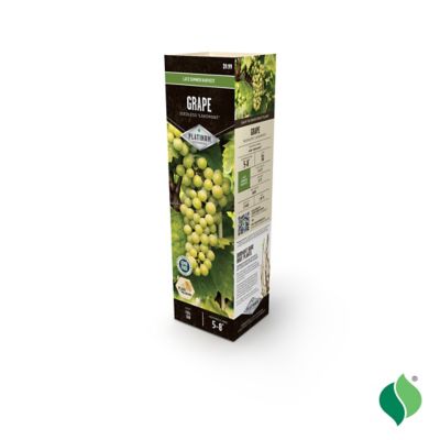 Image showing  Grape Lakemont Seedless