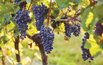 Image showing  Grape Mars Seedless