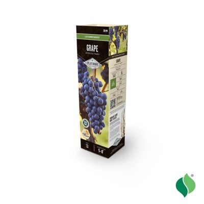 Image showing  Grape Mars Seedless