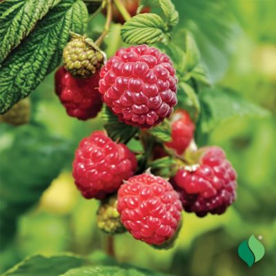 Image showing  Raspberry Canby Thornless
