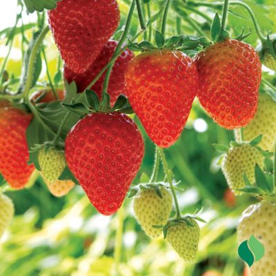 Image showing  Strawberry Allstar