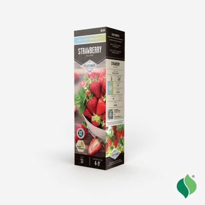 Image showing  Strawberry Allstar