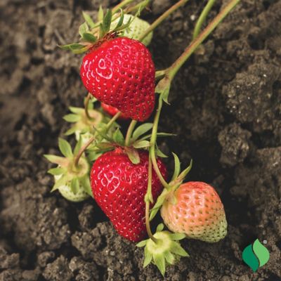 Image showing  Strawberry Eversweet