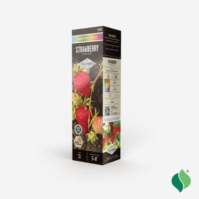 Image showing  Strawberry Eversweet