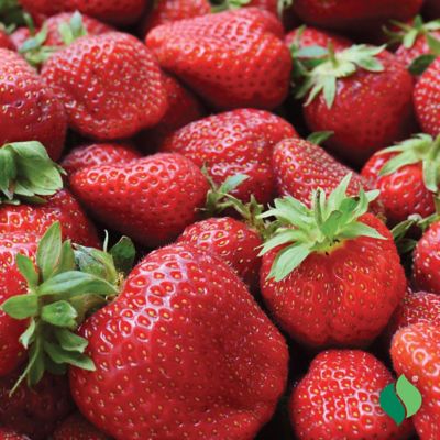 Image showing  Strawberry Quinault