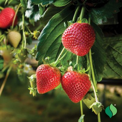 Image showing  Strawberry Quinault