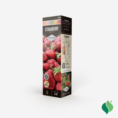 Image showing  Strawberry Quinault