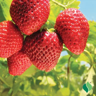 Image showing  Strawberry Sequoia Bare Root Plant