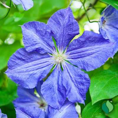 Image showing  Clematis H.F. Young