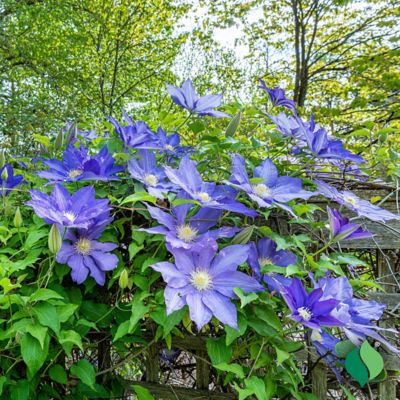 Image showing  Clematis H.F. Young