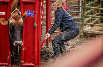 Image showing  CattleMaster Series 3 Standard Squeeze Chute with Automatic Headgate