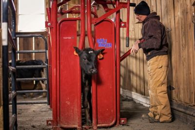 Image showing  CattleMaster Series 3 Standard Squeeze Chute with Manual Headgate