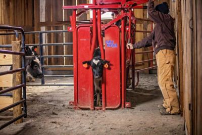 Image showing  CattleMaster Series 3 Standard Squeeze Chute with Manual Headgate