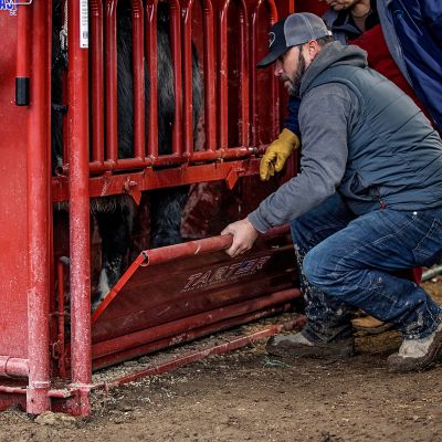 Image showing  CattleMaster Series 6 Heavy-Duty Squeeze Chute with Automatic Headgate