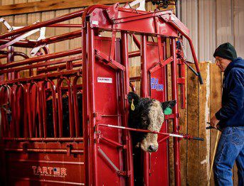 Image showing  CattleMaster Series 6 Manual Headgate for Cattle Up to 1,400 lb., Red