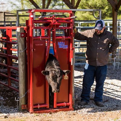 Image showing  CattleMaster Series 3 Automatic Headgate for Cattle Up to 1,200 lb., 19-1/2 in. x 41 in. x 72 in., Red, 223 lb.