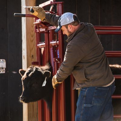 Image showing  CattleMaster Series 3 Automatic Headgate for Cattle Up to 1,200 lb., 19-1/2 in. x 41 in. x 72 in., Red, 223 lb.