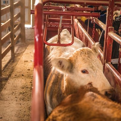 Image showing  No Back Alley Stop