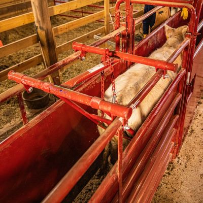 Image showing  No Back Alley Stop