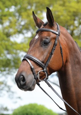 Kincade Padded Headpiece Flash English Bridle