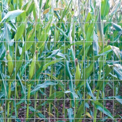 Image showing  100 ft. x 60 in. 14 Gauge Welded Wire with 2 in. x 4 in. Mesh