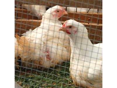 Image showing 5 th IronRidge 50 ft. x 36 in. Garden Craft Welded Wire Fence with 1 in. x 2 in. Mesh