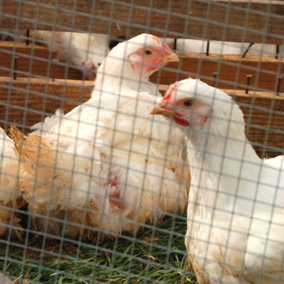 Image showing  100 ft. x 48 in. Garden Craft Welded Wire Fence with 1 in. x 2 in. Mesh