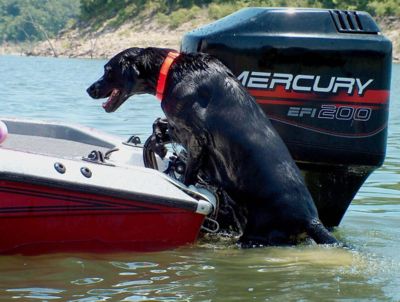 Image showing  Load-A-Pup Boat Platform for Dogs