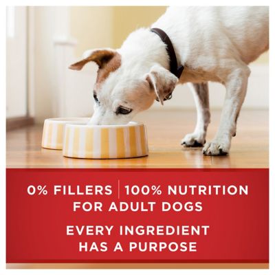 Image showing  Tender Cuts in Gravy Chicken and Brown Rice Entree Wet Dog Food, 13 oz.