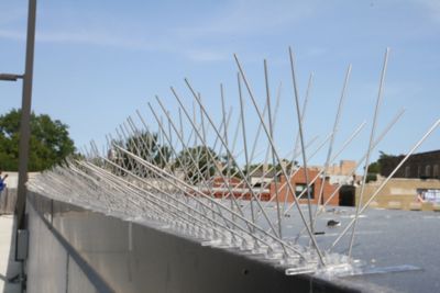 Image showing  10 ft. Stainless Steel Bird Spikes
