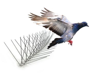 Image showing  10 ft. Stainless Steel Bird Spikes