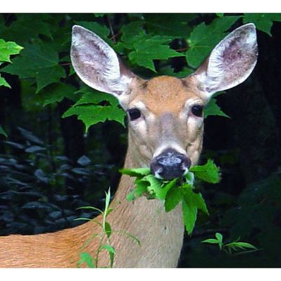 Image showing  Deer Gard Deer and Animal Electronic Ultrasonic Repeller, 4,000 sq. ft.