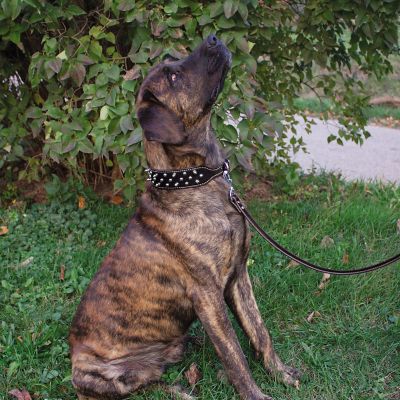 Image showing  Spike Dog Collar