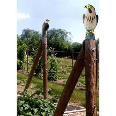 Image showing  7 in. Peregrine Falcon Decoy